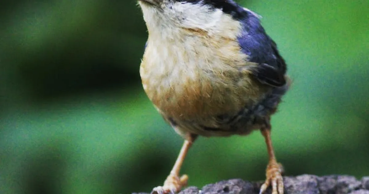 AGM and Board Meeting Rules Under Companies Act: Frequency, Quorum, and Penalty